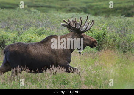 Junger Stier Elch (Alces Alces) mit Geweih in der samt-Beschichtung, die ihr Wachstum nährt arbeitet seinen Weg durch die Zwerg-Birke Stockfoto