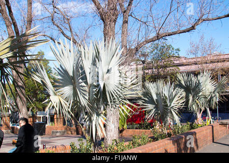 Shannon Reserve innerstädtischen Park am Crown Street in Surry Hills, Sydney, Australien Stockfoto