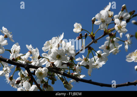 Weißen Kirschblüten gegen blauen Himmel. Geringe Schärfentiefe. Stockfoto