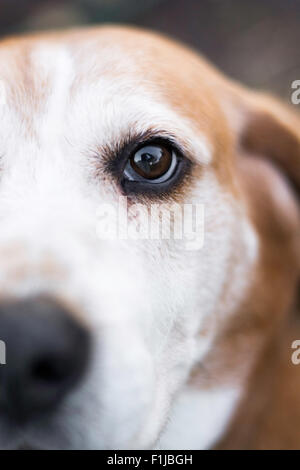 Nahaufnahme Foto eines Hundes Auge Stockfoto