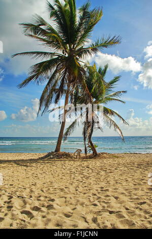 Zwei Palmen stützte sich auf den Sandstrand von der Insel St. Croix, US Virgin Islands vor strahlend blauem Himmel und weißen Wolken Stockfoto