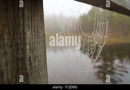 Taufrische Spinnennetz an einem nebligen Morgen Stockfoto