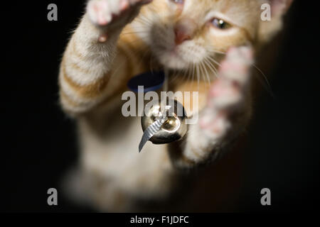 Katze in die Luft sprang und erreichen für eine hängende Stahl-Glocke mit einem Stück rosa Schleife gebunden Stockfoto