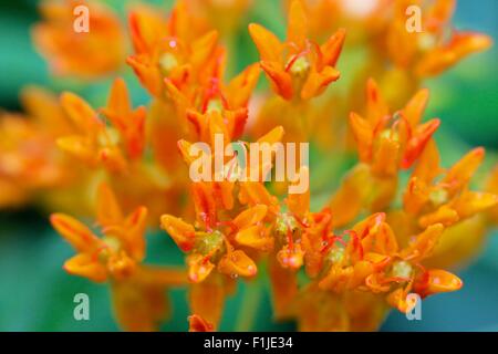 Butterfly Weed, eine Art von Wolfsmilch. Asclepias tuberosa Stockfoto