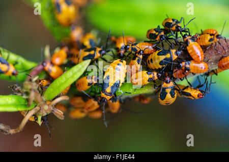 Große Wolfsmilch Fehler Nymphen auf Butterflyweed. Oncopeltus fasciatus Stockfoto