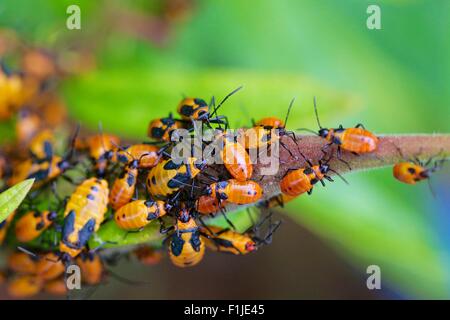 Große Wolfsmilch Fehler Nymphen auf Butterflyweed. Oncopeltus fasciatus Stockfoto