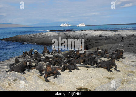 Meerechsen Sonnenbaden auf Lava Rock - Galapagos-Inseln, Ecuador, Südamerika Stockfoto