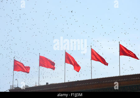 Peking, China. 3. September 2015. Tauben sind am Ende der Gedenkfeier Aktivitäten zum 70. Jahrestag des Sieges von dem chinesischen Volk Krieg des Widerstands gegen die japanische Aggression und des Weltkriegs antifaschistischer in Peking, Hauptstadt von China, 3. September 2015 veröffentlicht. (Xinhua/Lu Hanxin) (Ry) Stockfoto