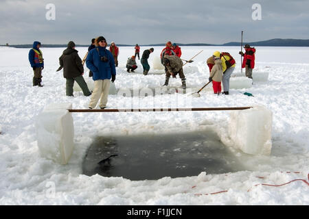 Weißes Meer, Arktis, Russland. 15. Oktober 2014. Freitauchen unter Eis in der Arktis, Russland, Russische Norden, Norden, Karelien, weißen Meer © Andrey Nekrassow/ZUMA Wire/ZUMAPRESS.com/Alamy Live-Nachrichten Stockfoto