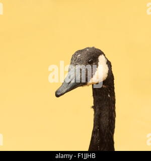 Porträt von einer wütenden Gans über unscharfen Hintergrund Stockfoto