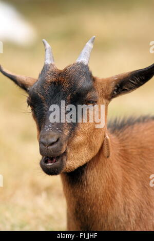 braune Ziege Porträt kauen im Mund Stockfoto