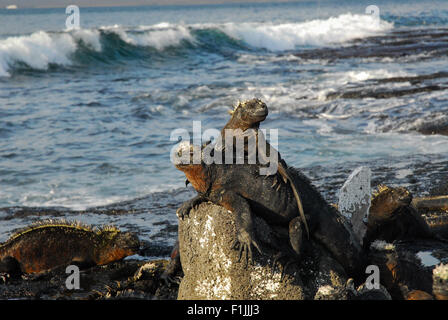 Großen Meeresleguane mit kleinen Leguan Sonnenbaden auf Felsen - Wellen im Hintergrund - Galapagos-Inseln, Ecuador Stockfoto