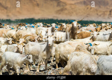 Auf einem Hügel über dem Indus-Tal, Lager, Jammu und Kaschmir, Indien ist eine Herde von Ziegen und Schafe weiden. Stockfoto