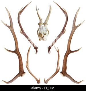 Sammlung von schönen Jagdtrophäen von Reh und Rotwild isoliert auf weiß Stockfoto