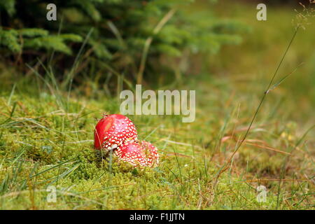 schöne rote fliegen Pilz, Amanita Muscaria wachsen in freier Wildbahn Stockfoto