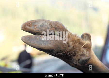 Nahaufnahme Bild der Rothirsch (Cervus Elaphus) HUF auf ein gehetztes Tier gemacht Stockfoto