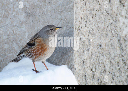 Alpine beobachtet (Prunella Collaris) kleiner Vogel im Schnee in der Nähe einer Hütte in europäischen Wand Alpen im Hintergrund Stockfoto