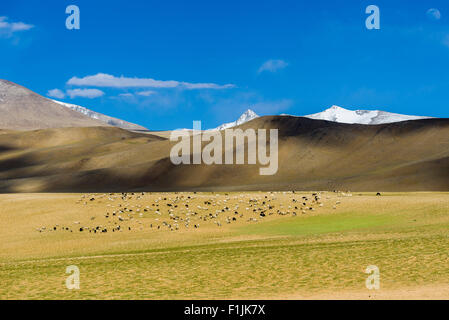 Karge Landschaft mit einer Herde von Pashmina Ziegen (Capra Aegagrus Hircus) und Schnee bedeckt Berge, Changtang Bereich, Korzok Stockfoto