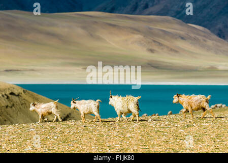 Karge Landschaft mit einer Herde von Pashmina Ziegen (Capra Aegagrus Hircus) und das türkisblaue Wasser des Sees Tso Moriri Stockfoto