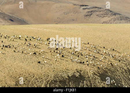 Karge Landschaft mit einer Herde von Pashmina Ziegen (Capra Aegagrus Hircus), Changtang Bereich, Korzok, Jammu und Kaschmir, Indien Stockfoto