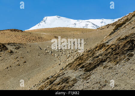 Karge Landschaft mit einer Herde von Pashmina Ziegen (Capra Aegagrus Hircus) und Schnee bedeckt Berge, Changtang Bereich, Korzok Stockfoto