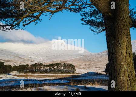 Frisch verschneite Winterlandschaft auf Gebirge und Wald mit Schnee bedeckt Stockfoto