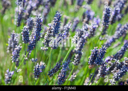 Nahaufnahme von Lavendelblüten in einem Feld - Hitchin, UK Stockfoto