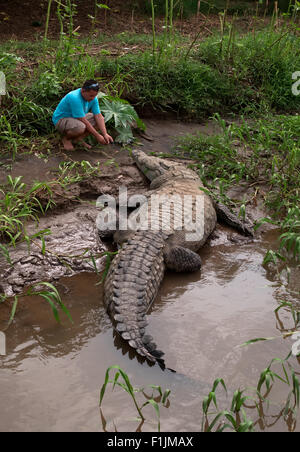 Mann, der in Costa Rica ein Foto und ein Video vom amerikanischen Krokodil mit der Kamera gemacht hat. Wilde Fauna, Wildtiere, Reptilien, Tiere, die am Flussufer schlafen Stockfoto