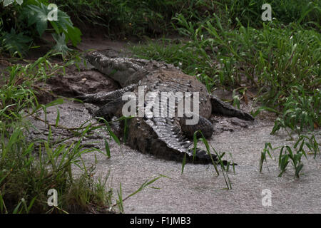 Amerikanisches Krokodil (Crocodylus Acutus), tierische, schlafen auf River Bank, Rio Tarcoles Costa Rica. Freilebender Tiere, Tierwelt, Reptil Stockfoto