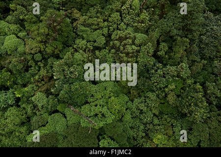 Monteverde Cloud Forest Nationalpark, Costa Rica, Zentralamerika. Dschungel, Wald, Regenwald, Luftaufnahme von Bäumen Baldachin Stockfoto