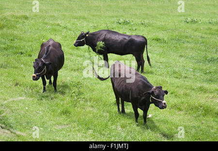 Drei Shorthorn-Rinder Stockfoto