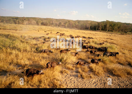 Büffel-Herde-Krüger-Nationalpark Mpumalanga, Südafrika Stockfoto
