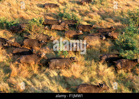 Aerial View Büffel Herde Krüger Nationalpark Mpumalanga, Südafrika Stockfoto