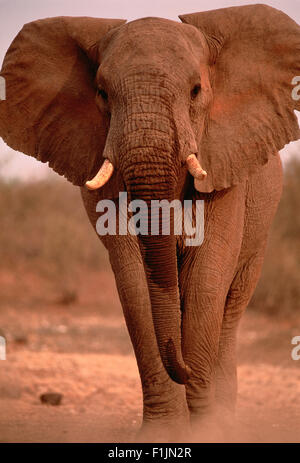 Portrait des afrikanischen Elefantenbullen Stockfoto