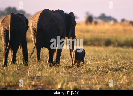 Elefanten mit Kalb Savuti Region, in der Nähe von Chobe Botswana, Afrika Stockfoto