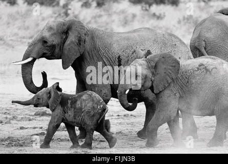 Elefantenfamilie im Schlamm zu Fuß Stockfoto