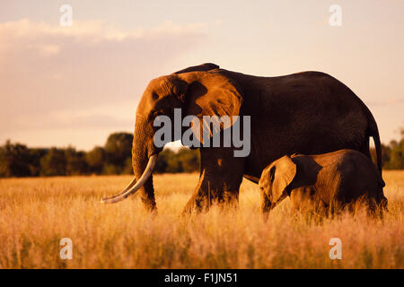 Elefant Stockfoto