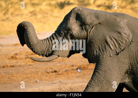 Elefant Stockfoto