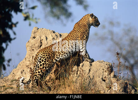 Leopard auf Felsen Stockfoto