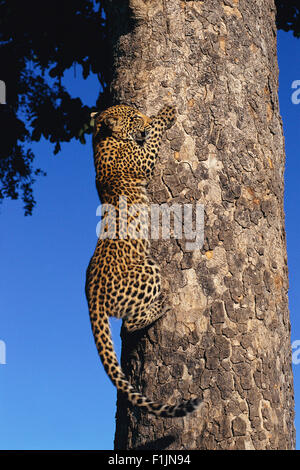Leopard Klettern Baumstamm, Londolozi Game Reserve, Südafrika Stockfoto