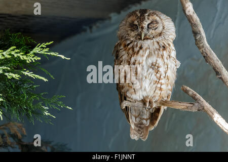 Waldkauz (Strix Aluco) Stockfoto