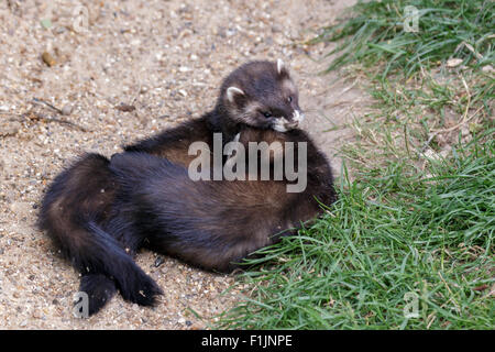 Juvenile Europäische Polecats (Mustela Putorius) spielen Stockfoto