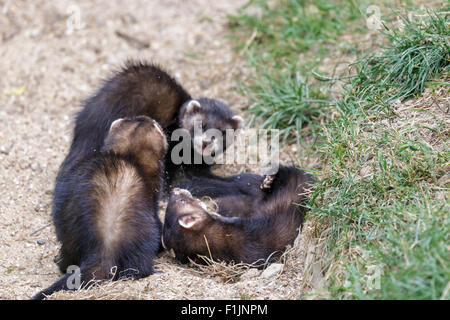 Juvenile Europäische Polecats (Mustela Putorius) spielen Stockfoto