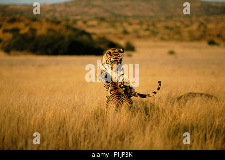 Zwei Tiger spielen Stockfoto