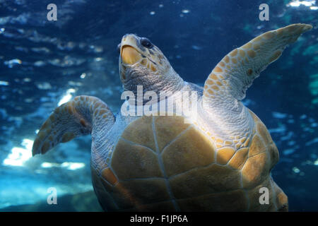 Meeresschildkröte im aquarium Stockfoto