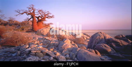 Baobab-Baum, Kubu Island Makgadikgadi Salzpfannen, Botswana, Afrika Stockfoto