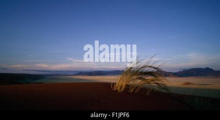 Grass Büschel Sand Dune Naukluft Park, Namibia, Afrika Stockfoto