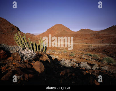 Kaktus in der Wüste Landschaft Skelettküste, Namibia, Afrika Stockfoto