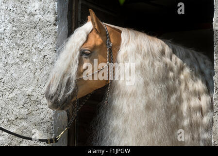 Schönes Porträt der Haflinger-Stute mit sehr lange Mähne Stockfoto