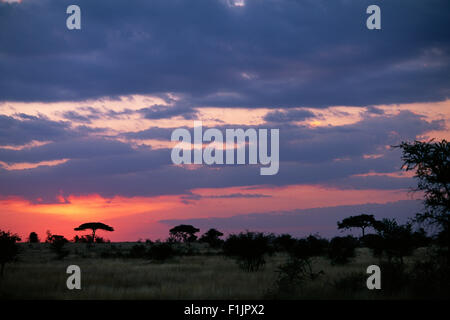 Sonnenuntergang über Feld mit Akazie Bäume, Serengeti, Tansania, Afrika Stockfoto